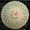 Epithelantha_densispina_1